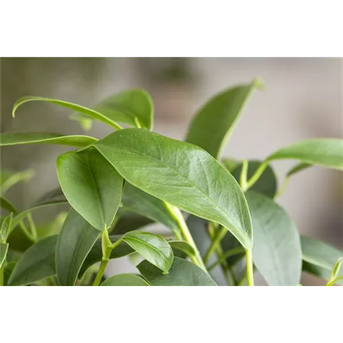 Ficus Ginseng hegen und pflegen