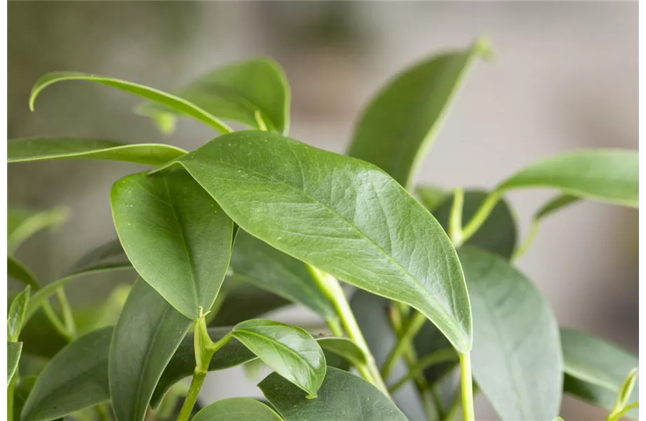 Ficus Ginseng hegen und pflegen