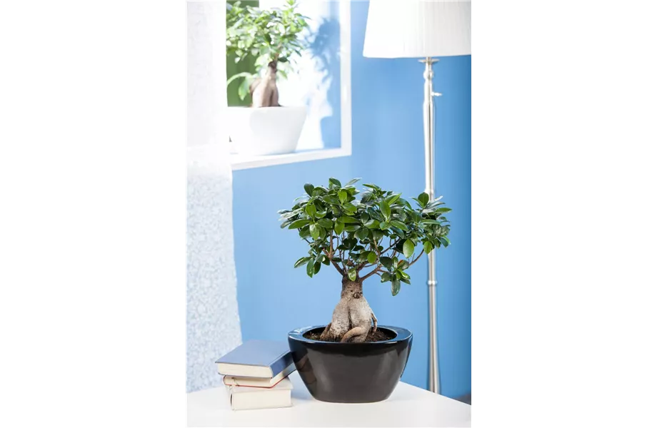 Ficus Ginseng hegen und pflegen