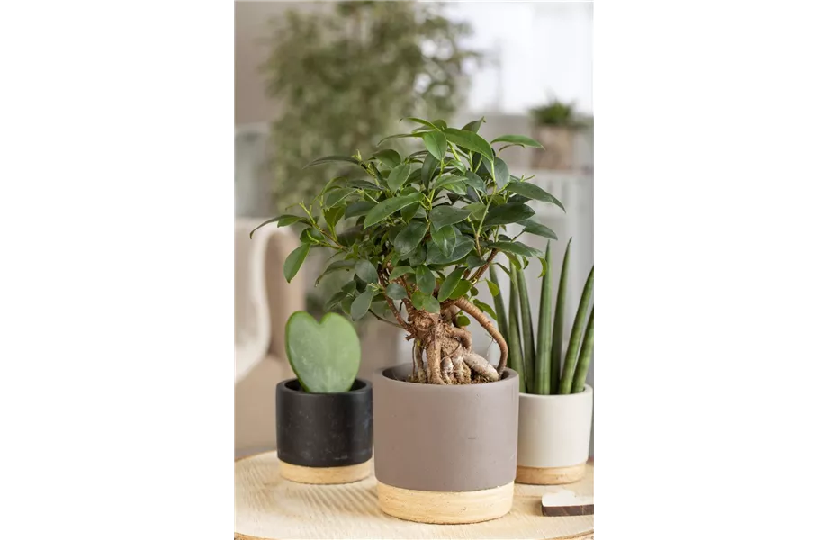 Ficus Ginseng hegen und pflegen