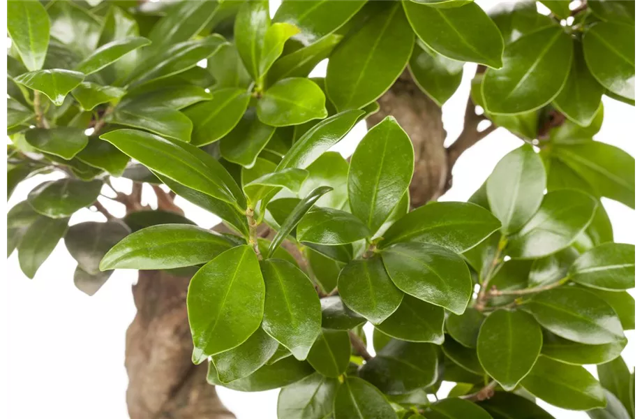 Ficus Ginseng hegen und pflegen