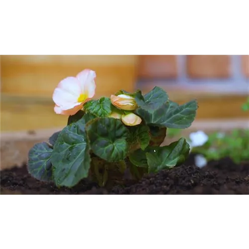 Knollenbegonie - Einpflanzen im Garten