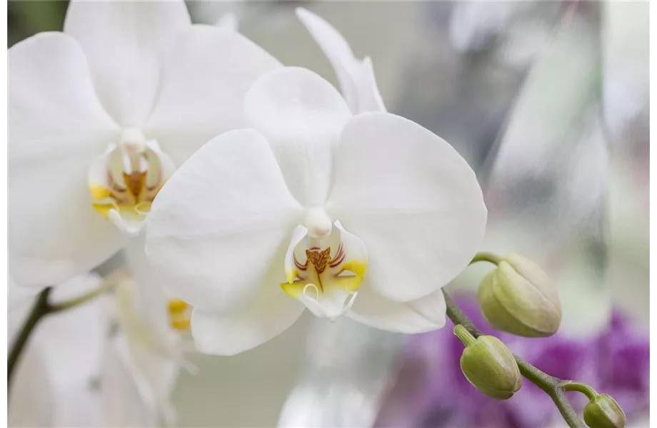 Die schöne Vielfalt der Orchideen