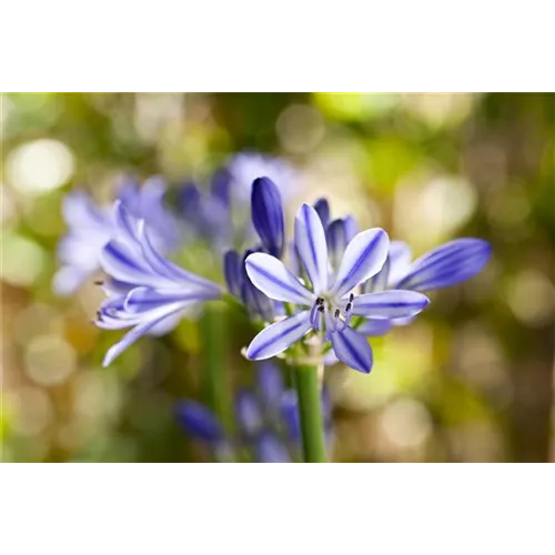 Schmucklilien im Topf - Tipps zum Umtopfen