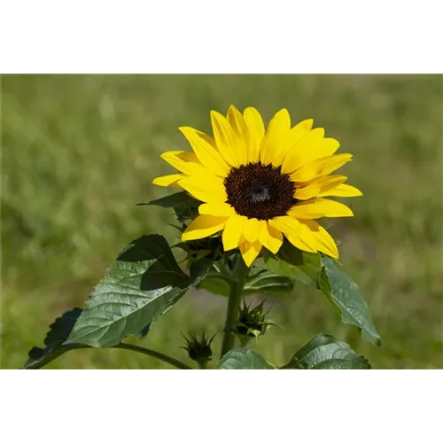 Sonnenblume richtig einpflanzen