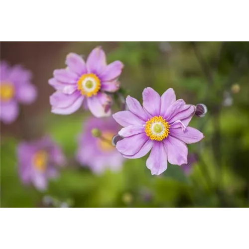 Anemonen bereichern Ihren Garten