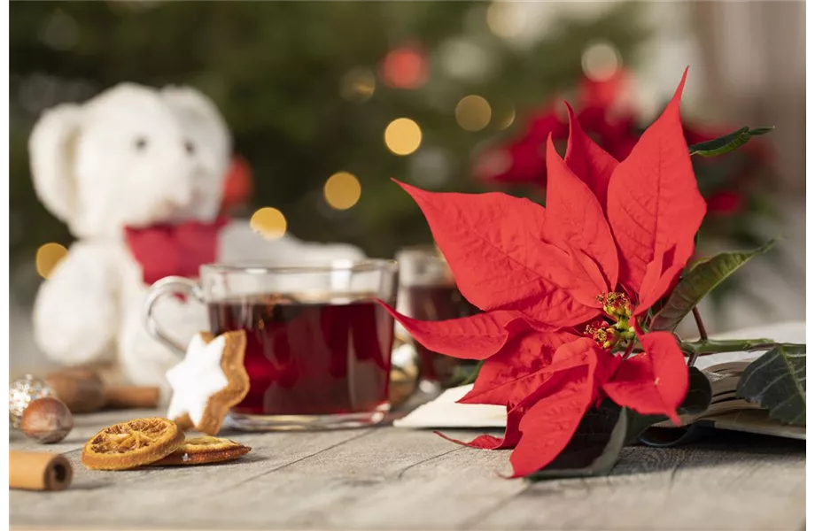 Weihnachtsstern richtig pflegen