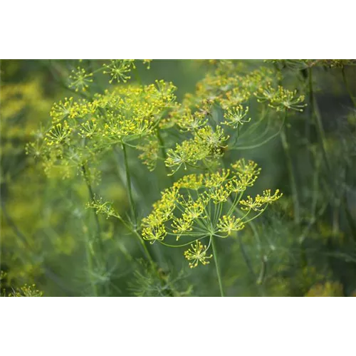 Dill: frische Kräuter im Garten selbst säen