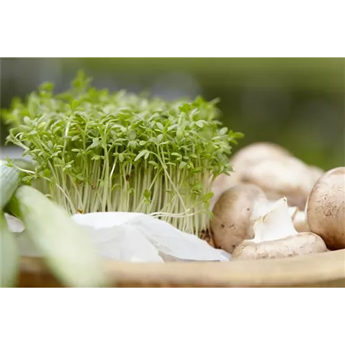 Frische Vitamine von der Fensterbank