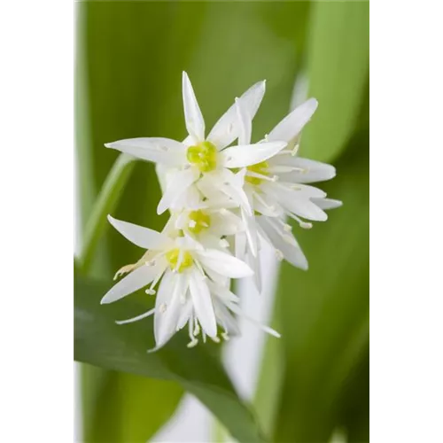 Bärlauch im eigenen Garten