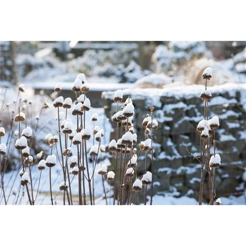 Stauden vor Frost schützen