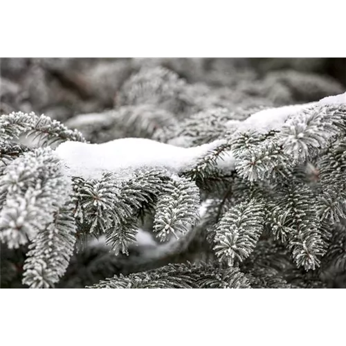 Schnee im Garten: Was tun?