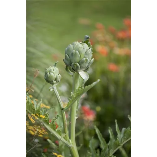 Artischocken im Blumenbeet