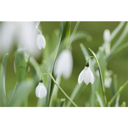 Schneeglöckchen im Schnee